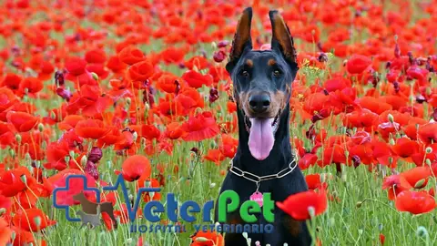¿Por qué tu perro te entiende tan bien y tú a él no tanto? Angel Osuna nos resuelve dudas Adiestramiento
