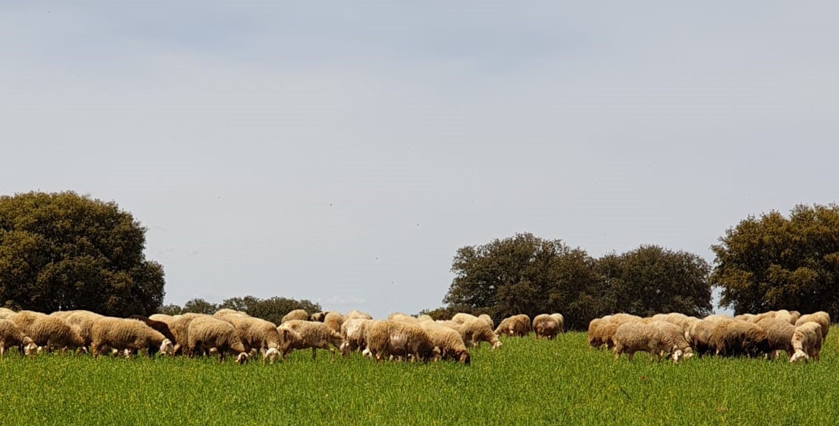 Baleares destina 4 millones de euros en ayudas para el sector agrario debido a la sequía Baleares destina 4 millones de euros en ayudas para el sector agrario debido a la sequía