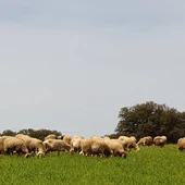 Ovejas pastando Ovejas pastando