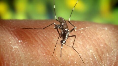 En la imagen de archivo, el mosquito "Anopheles quadrimaculatus", portador del virus del Nilo.