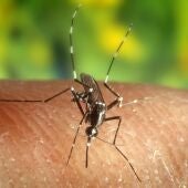 En la imagen de archivo, el mosquito "Anopheles quadrimaculatus", portador del virus del Nilo.