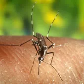 En la imagen de archivo, el mosquito "Anopheles quadrimaculatus", portador del virus del Nilo. En la imagen de archivo, el mosquito "Anopheles quadrimaculatus", portador del virus del Nilo.