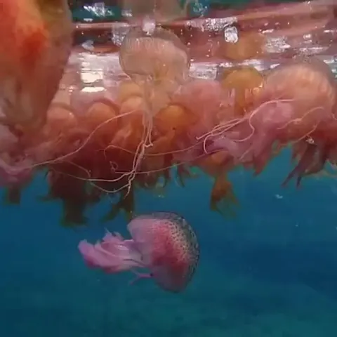 Algunas de las medusas que invadieron Roses estos días