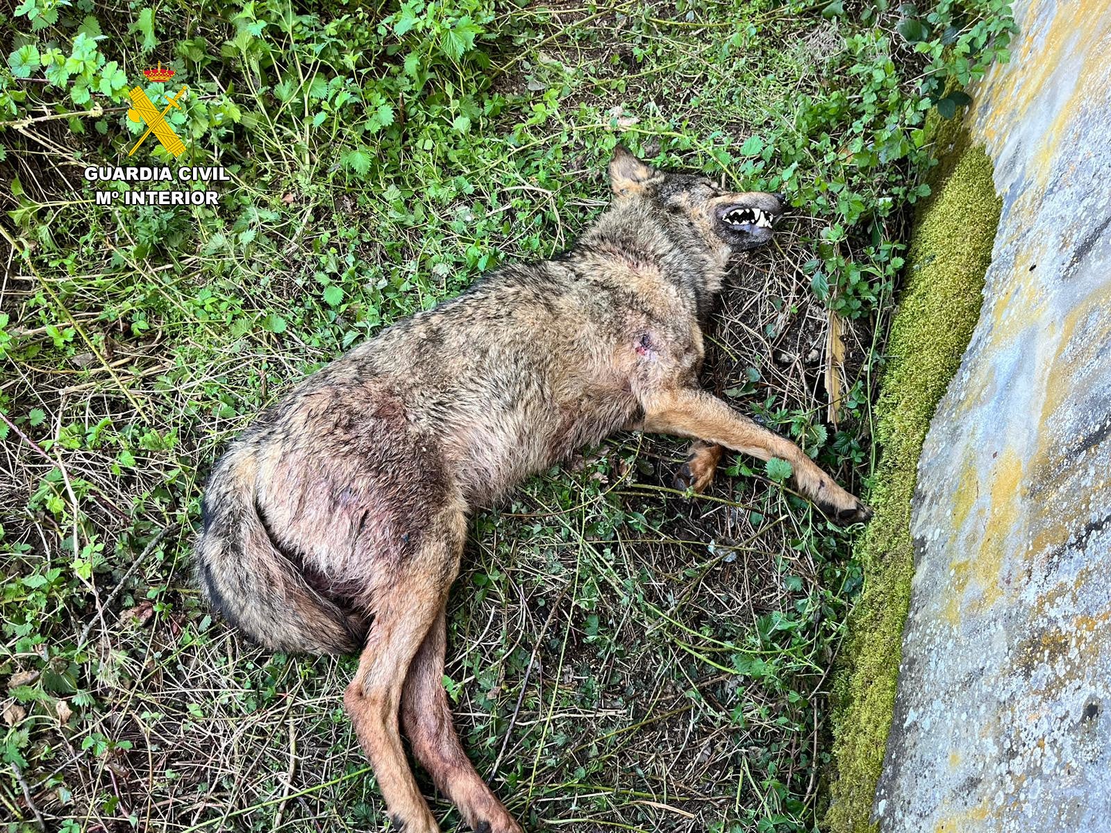 El lobo aparecido en Cervera murió como consecuencia de la mordedura de cánidos y no por un disparo El lobo aparecido en Cervera murió como consecuencia de la mordedura de cánidos y no por un disparo