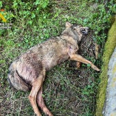 La Guardia Civil investiga el hallazgo del cadáver de un lobo en el recinto de un colegio abandonado de Cervera de Pisuerga