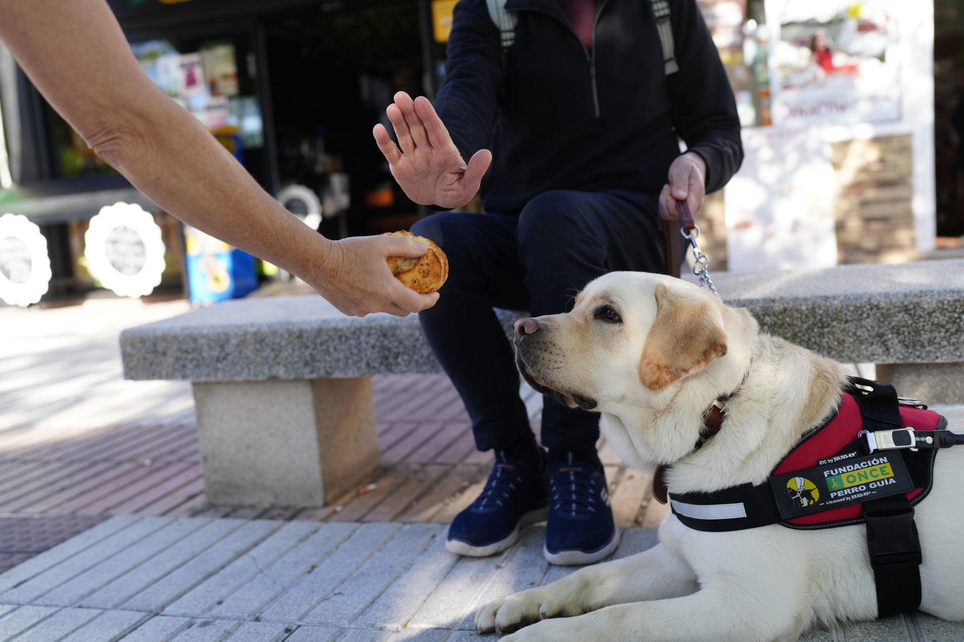 El perro guía de la ONCE en Palencia pide que no los distraigas con alimentos El perro guía de la ONCE en Palencia pide que no los distraigas con alimentos