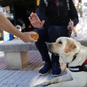 El perro guía de la ONCE en Palencia pide que no los distraigas con alimentos