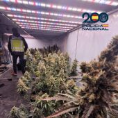 Plantación de marihuana desmantelada en Elda.