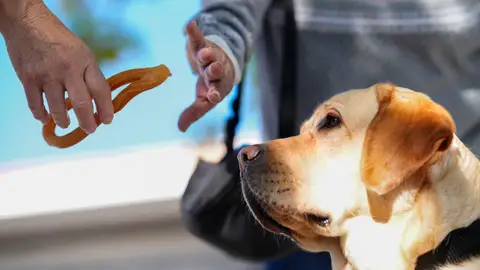 La ONCE pide que no se dé comida a los perros guía onda cero