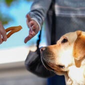 La ONCE pide que no se dé comida a los perros guía