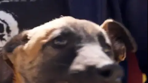 El perrito Tejero El perrito Tejero