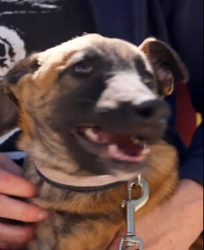 Adopta en JELO: Conoce la historia del perro Tejero