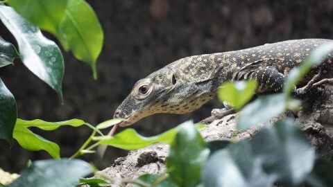 Un drag&oacute;n de Komodo