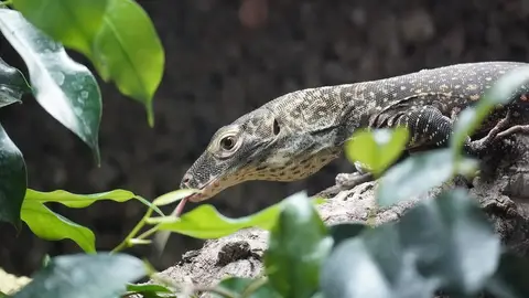 Un dragón de Komodo Un dragón de Komodo