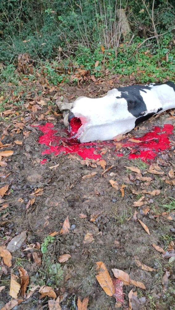 Sindicatos agrarios URA y AG se congratulan inicio salida lobo del Lespre, reclaman dimisiones.