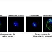 Células madre y células en proceso de diferenciación a neuronas (núcleos en azul y ARN mensajeros en verde).