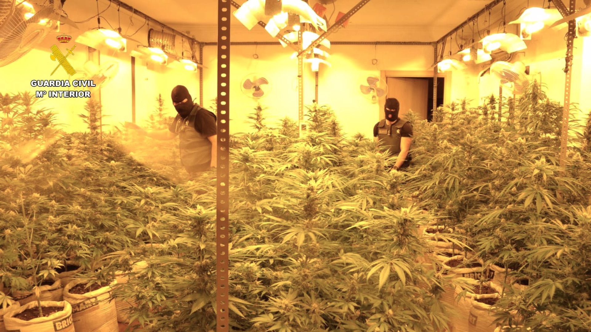 Ocho detenidos tras ser descubierto un cultivo de 530 plantas de marihuana en La Rinconada Ocho detenidos tras ser descubierto un cultivo de 530 plantas de marihuana en La Rinconada