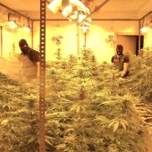 Ocho detenidos tras ser descubierto un cultivo de 530 plantas de marihuana en La Rinconada