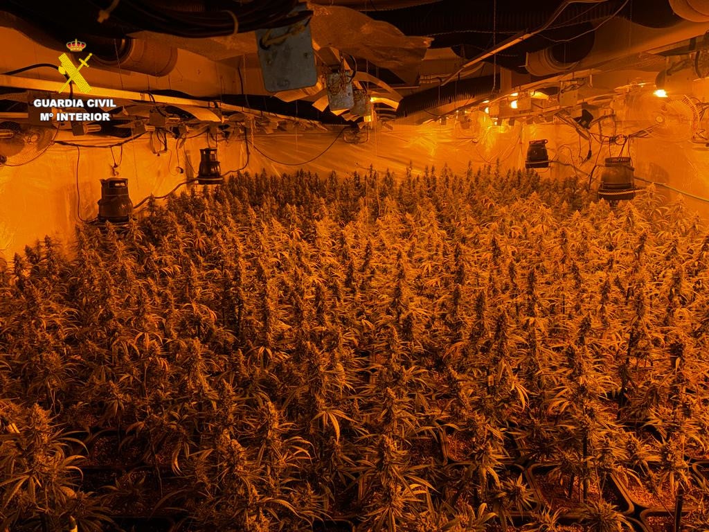 La Guardia Civil desmantela dos laboratorios ‘indoor’ de marihuana en L’Alcora La Guardia Civil desmantela dos laboratorios ‘indoor’ de marihuana en L’Alcora