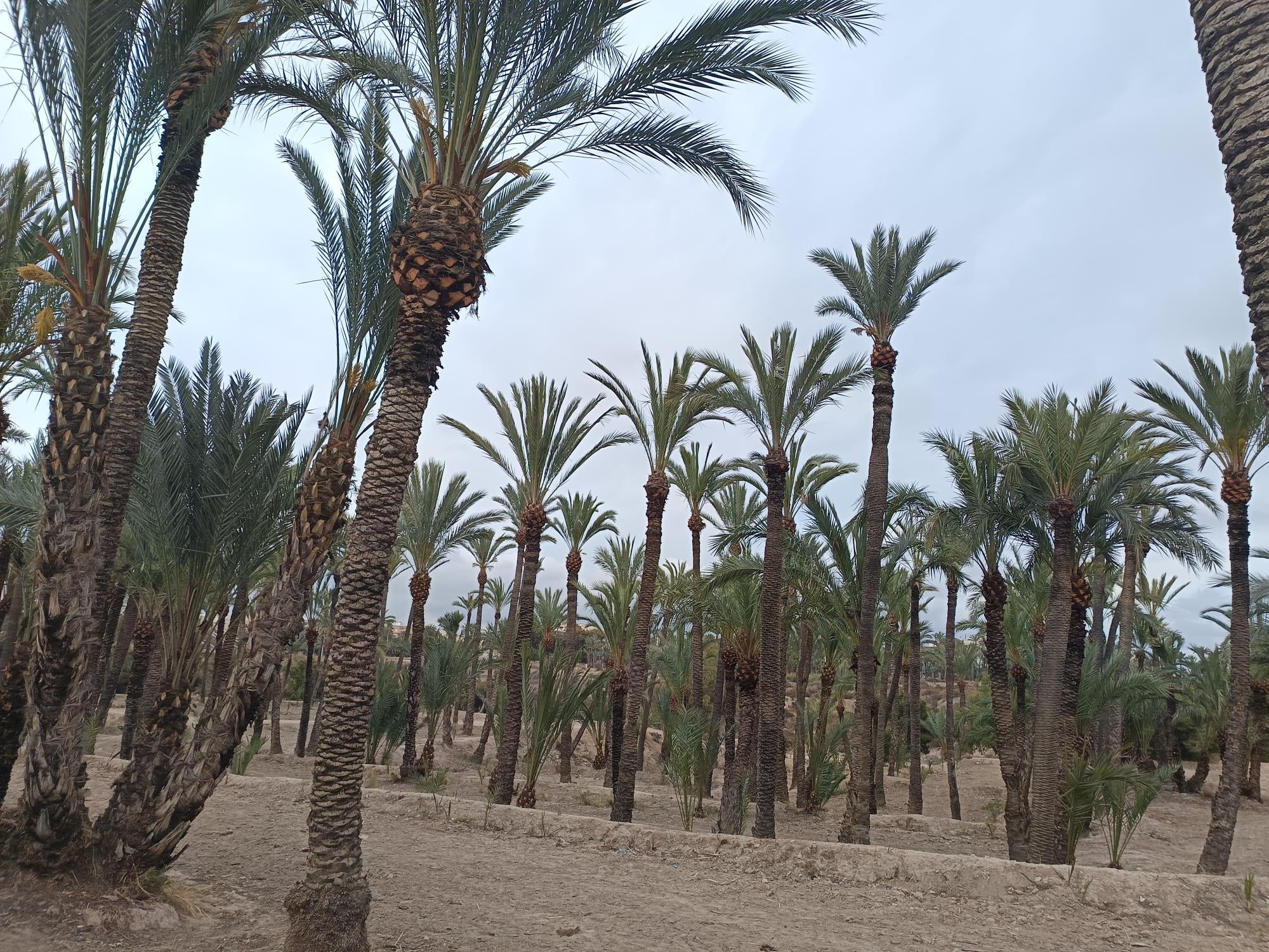 Las temperaturas descienden de forma notable este martes en Elche, Crevillent y Santa Pola Las temperaturas descienden de forma notable este martes en Elche, Crevillent y Santa Pola