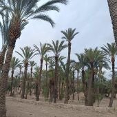 Huerto de palmeras en Elche. 