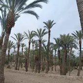 Huerto de palmeras en Elche. Huerto de palmeras en Elche.