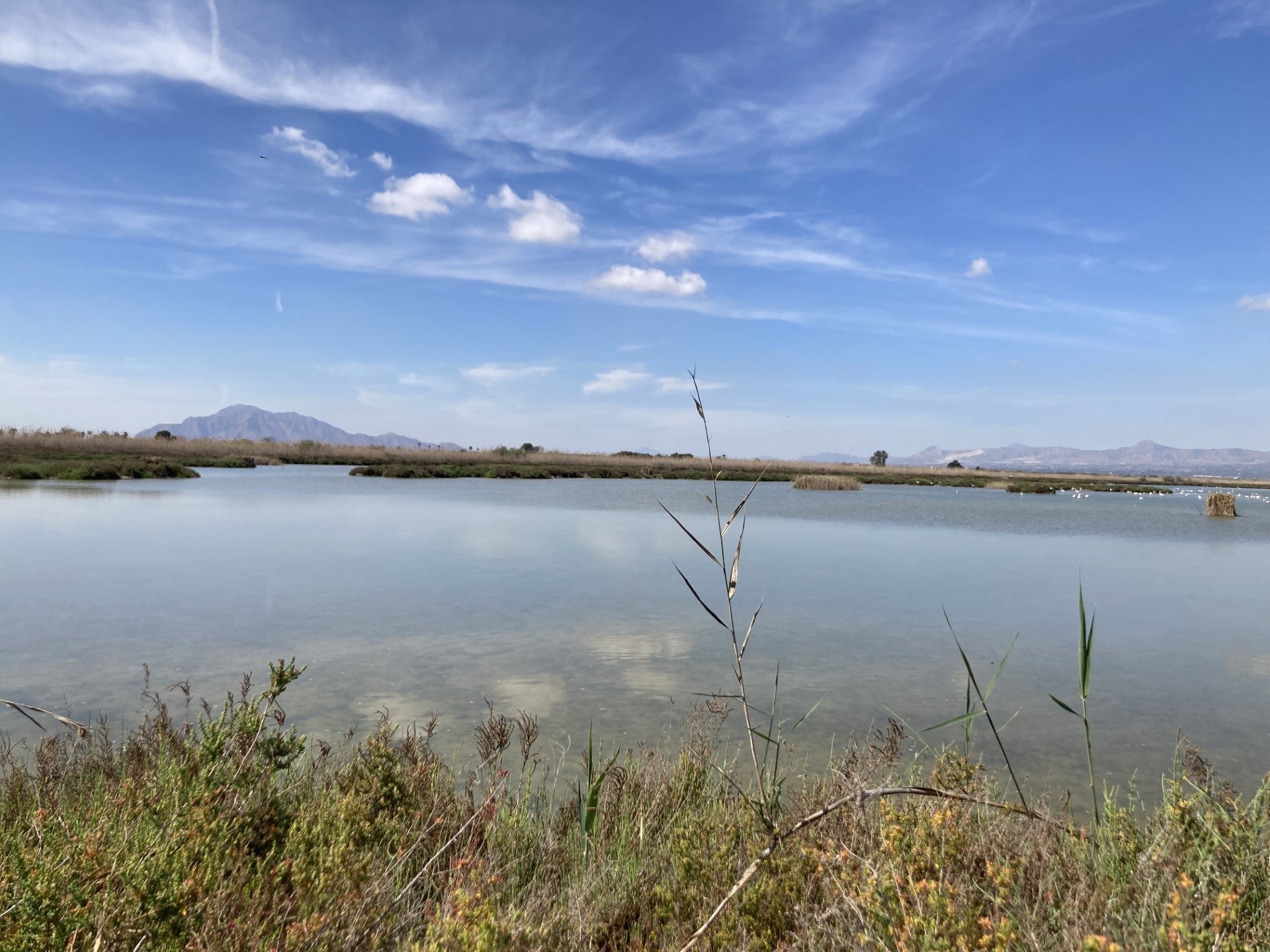 Parque Natural de El Hondo: una joya del patrimonio natural que une el Baix Vinalopó con la Vega Baja Parque Natural de El Hondo: una joya del patrimonio natural que une el Baix Vinalopó con la Vega Baja