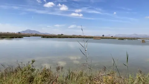 Saladar en la finca La Raja del parque natural de El Hondo de Elche. Saladar en la finca La Raja del parque natural de El Hondo de Elche.