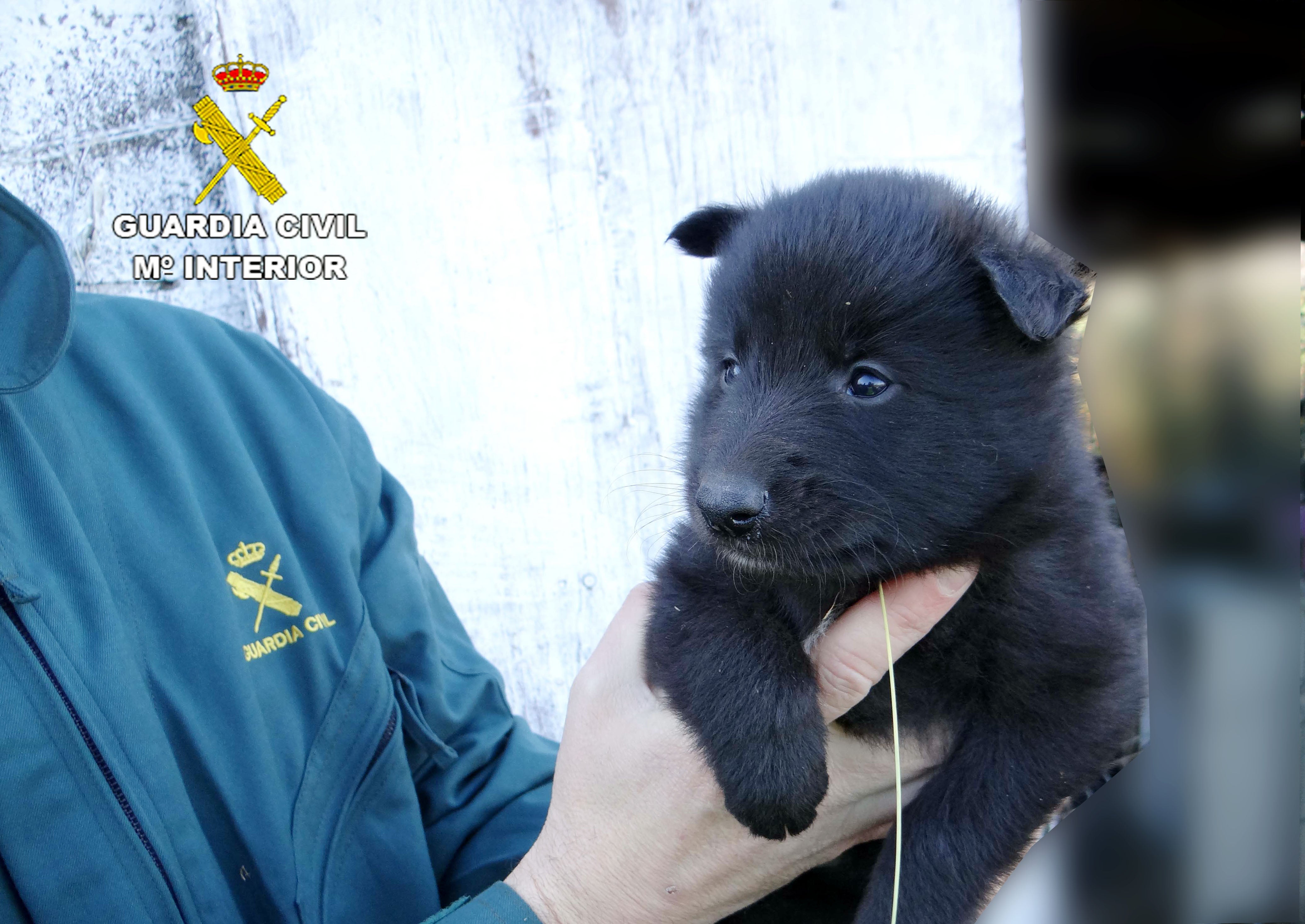 Localizada la presunta responsable del abandono de tres cachorros de perro en Reocín Localizada la presunta responsable del abandono de tres cachorros de perro en Reocín