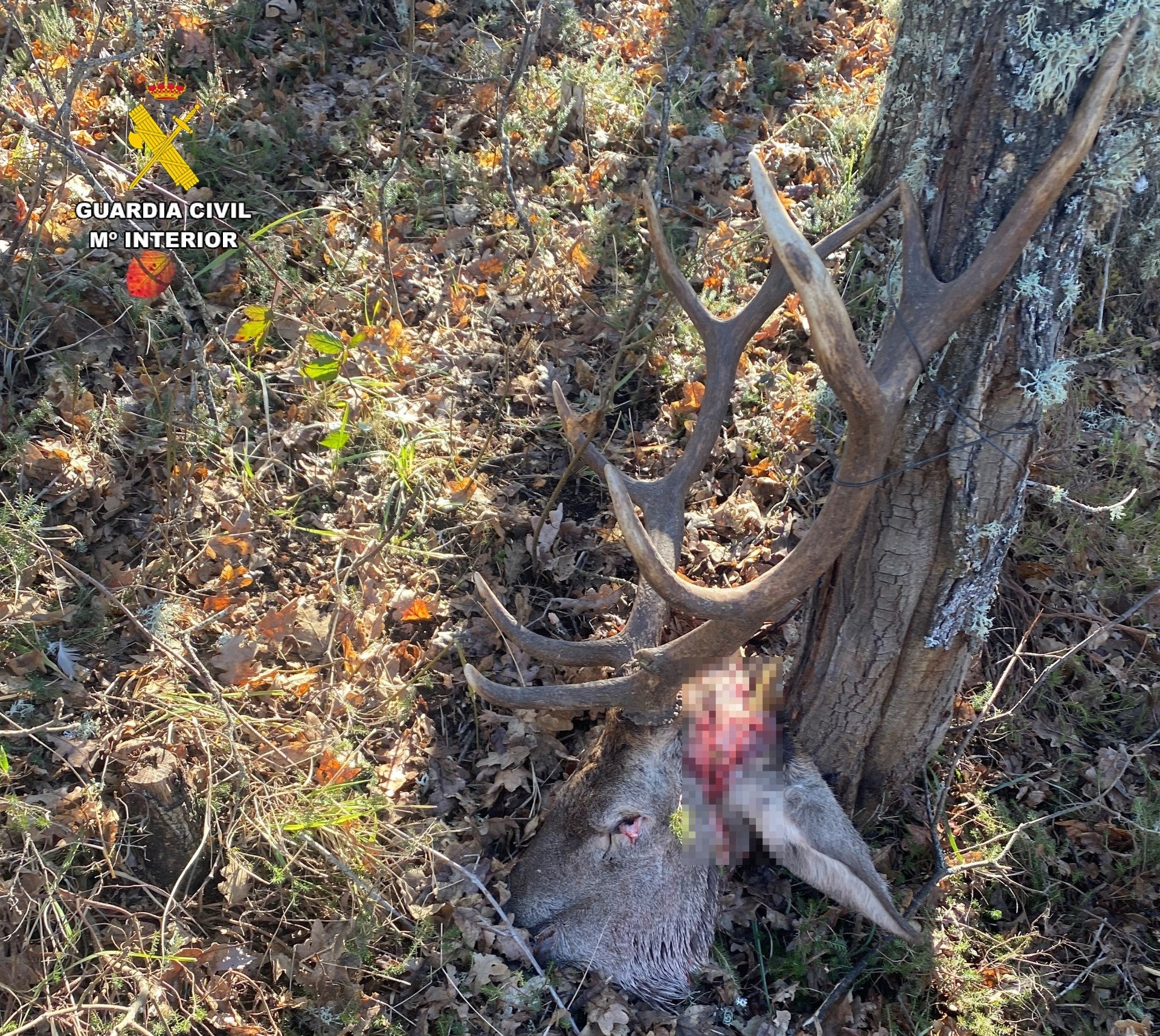 Investigada una persona por caza furtiva en un coto de Aguilar de Campoo Investigada una persona por caza furtiva en un coto de Aguilar de Campoo