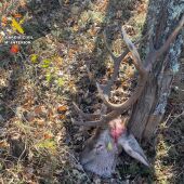 Investigada una persona por caza furtiva en un coto de Aguilar de Campoo