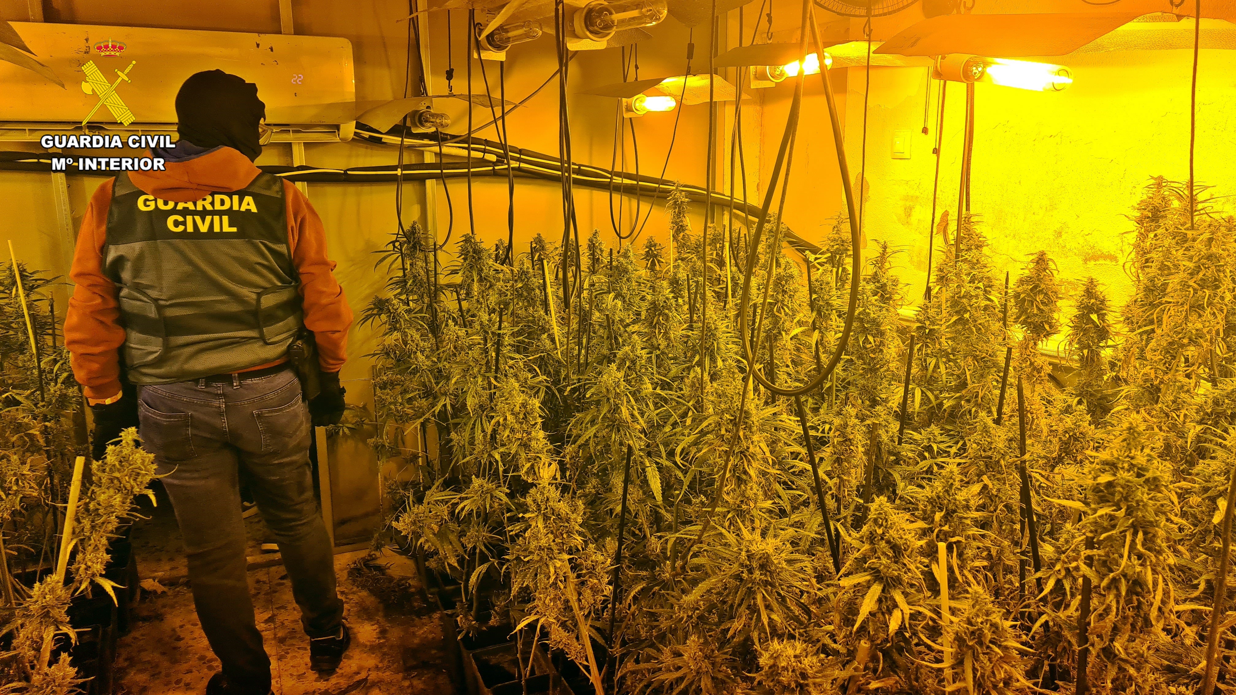 La Guardia Civil desmantela dos plantaciones de marihuana en una vivienda de Alange La Guardia Civil desmantela dos plantaciones de marihuana en una vivienda de Alange