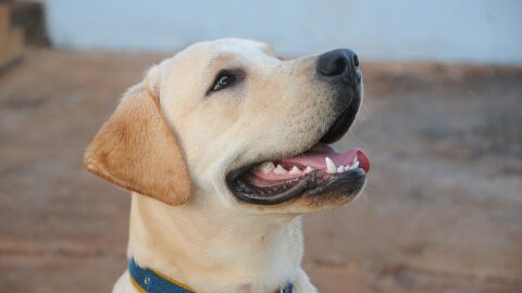 perro labrador