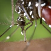 mosquito tigre