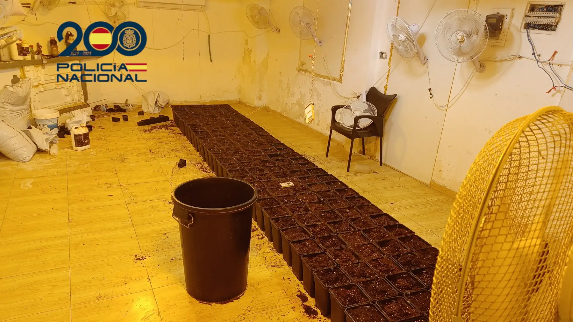 Plantas de marihuana intervenidas en el cultivo localizado en la vivienda de Elda.