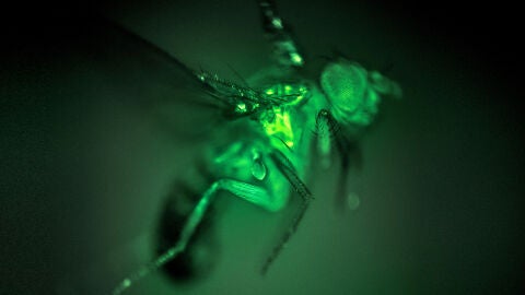 mosca