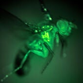 mosca