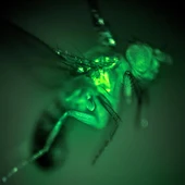 mosca mosca
