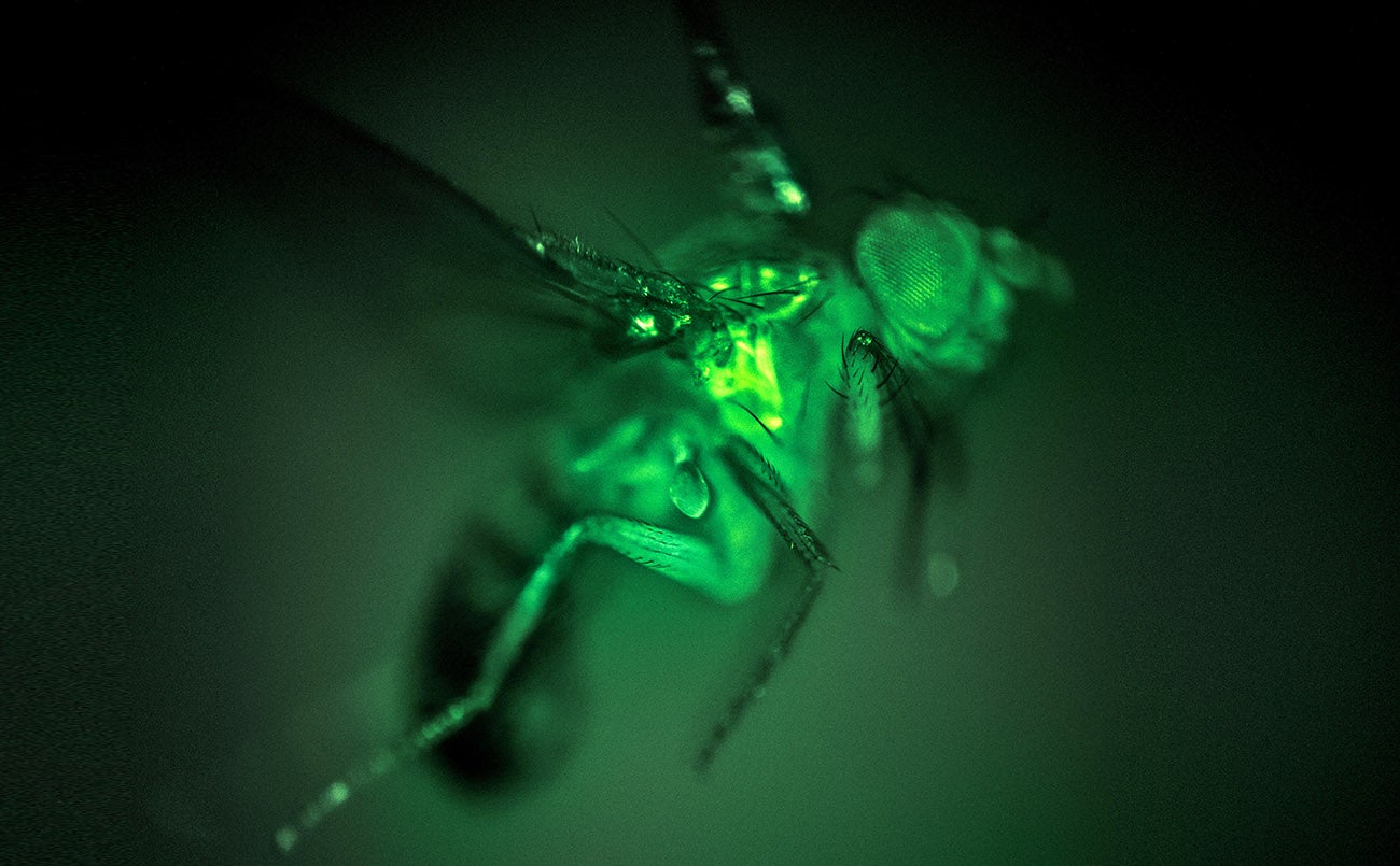 La mosca asesina regresa a EE.UU — La rosa de los vientos cover