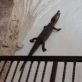 El lagarto del Viso El lagarto del Viso