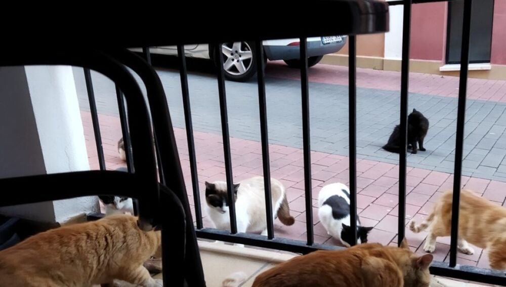 colonias gatunas descontroladas en Polop