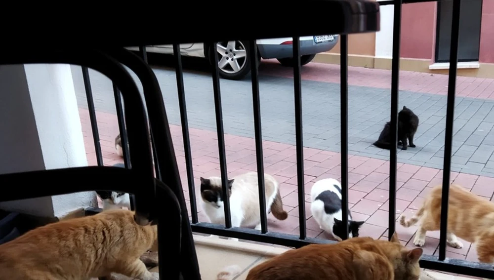 colonias gatunas descontroladas en Polop colonias gatunas descontroladas en Polop