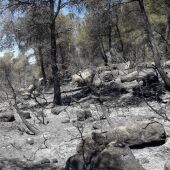 Zona de pinar afectada por el incendio de Lledó