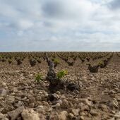 Cultivos Campo de Montiel