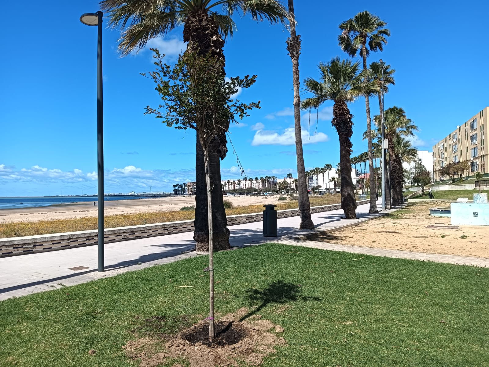 El Ayuntamiento de Puerto Real realiza trabajos de 'renaturalización' en la playa de La Cachucha El Ayuntamiento de Puerto Real realiza trabajos de 'renaturalización' en la playa de La Cachucha