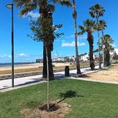 Imagen de la playa de La Cachucha, en Puerto Real Imagen de la playa de La Cachucha, en Puerto Real