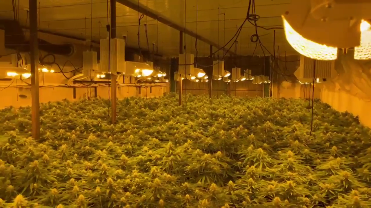 Incautan 2.000 plantas de marihuana en una nave industrial de la Sareb en Viator Incautan 2.000 plantas de marihuana en una nave industrial de la Sareb en Viator