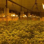 Incautan 2.000 plantas de marihuana en una nave industrial de la Sareb en Viator 