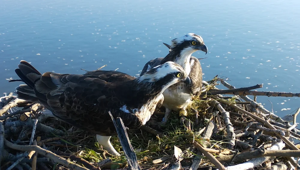 Nacen tres águilas pescadoras en la bahía de Santander