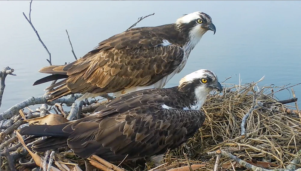 Águilas pescadoras en la bahía de Santander Águilas pescadoras en la bahía de Santander